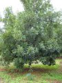 Noyer du queensland. MACADAMIA tetrafilla. Australie. Proteaceae. 5-10m